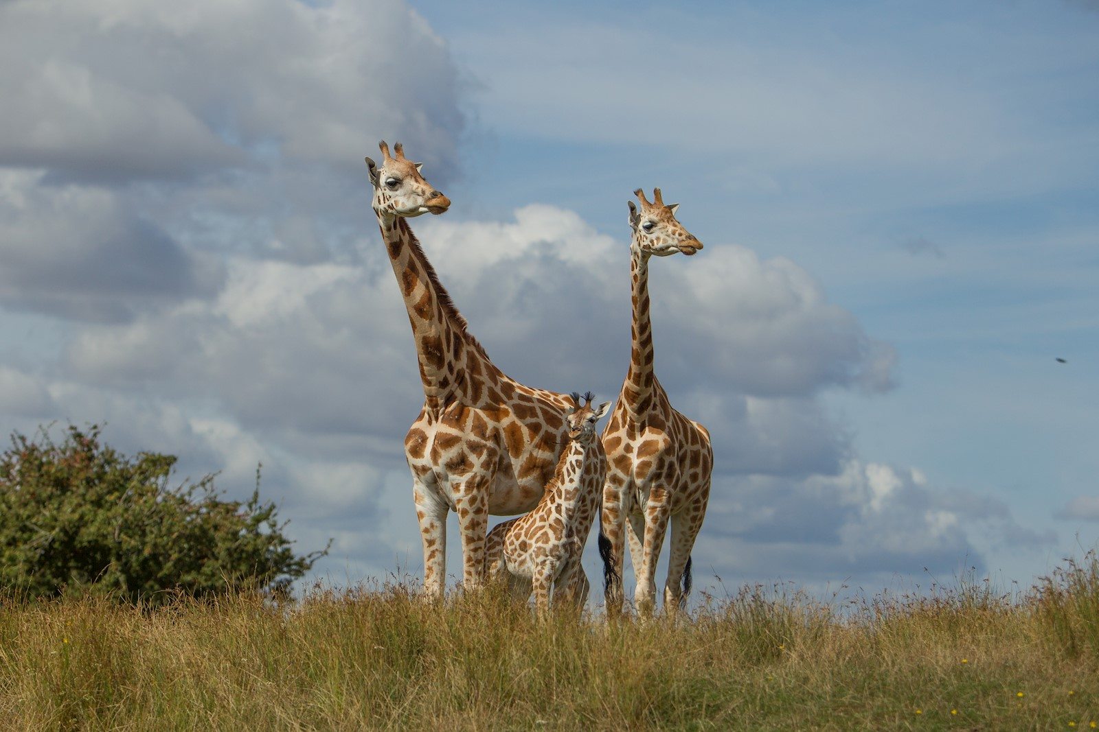 port lympne giraffe.jpg