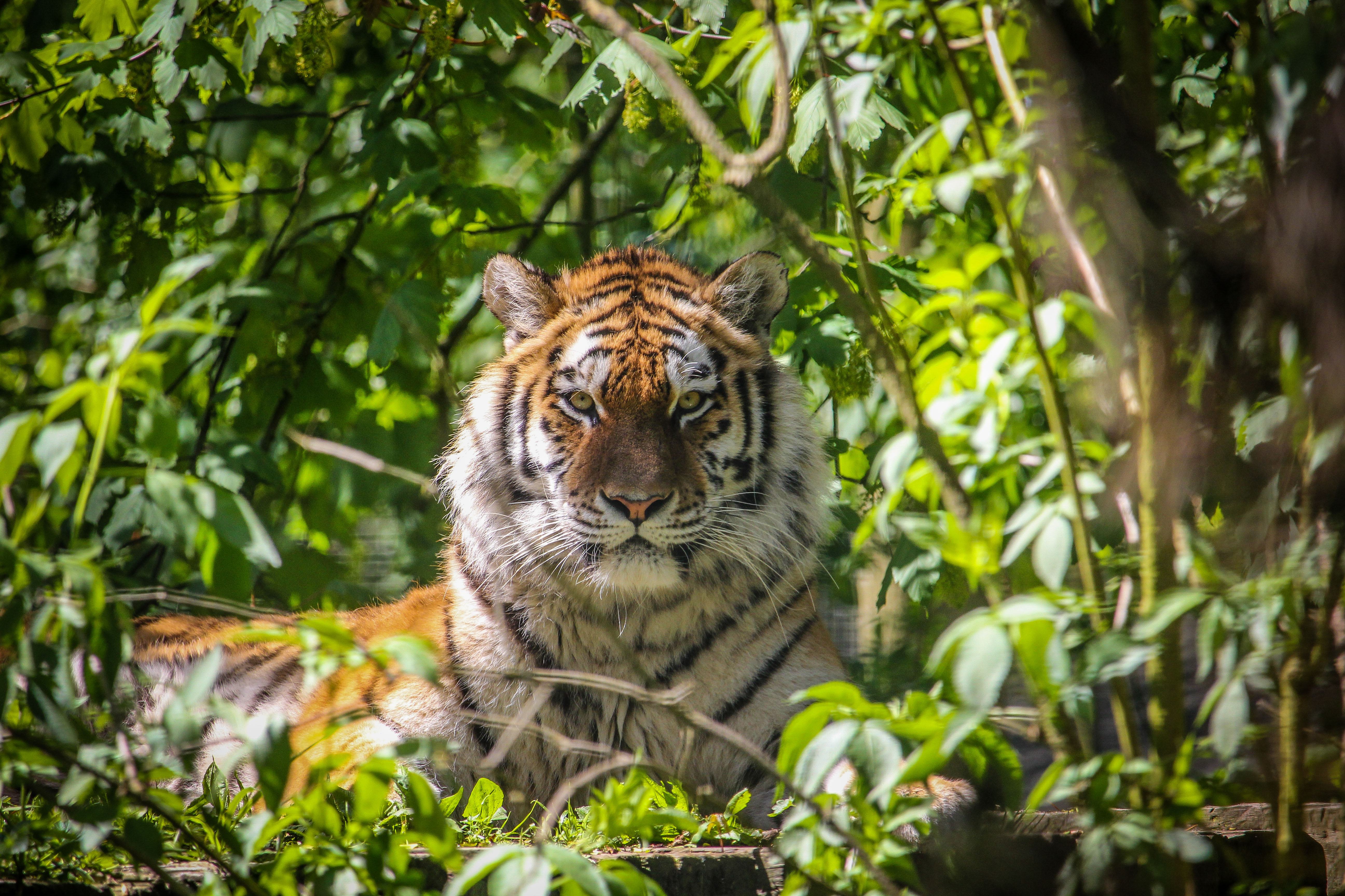 Port Lympne 2019 Tiger (c).jpg