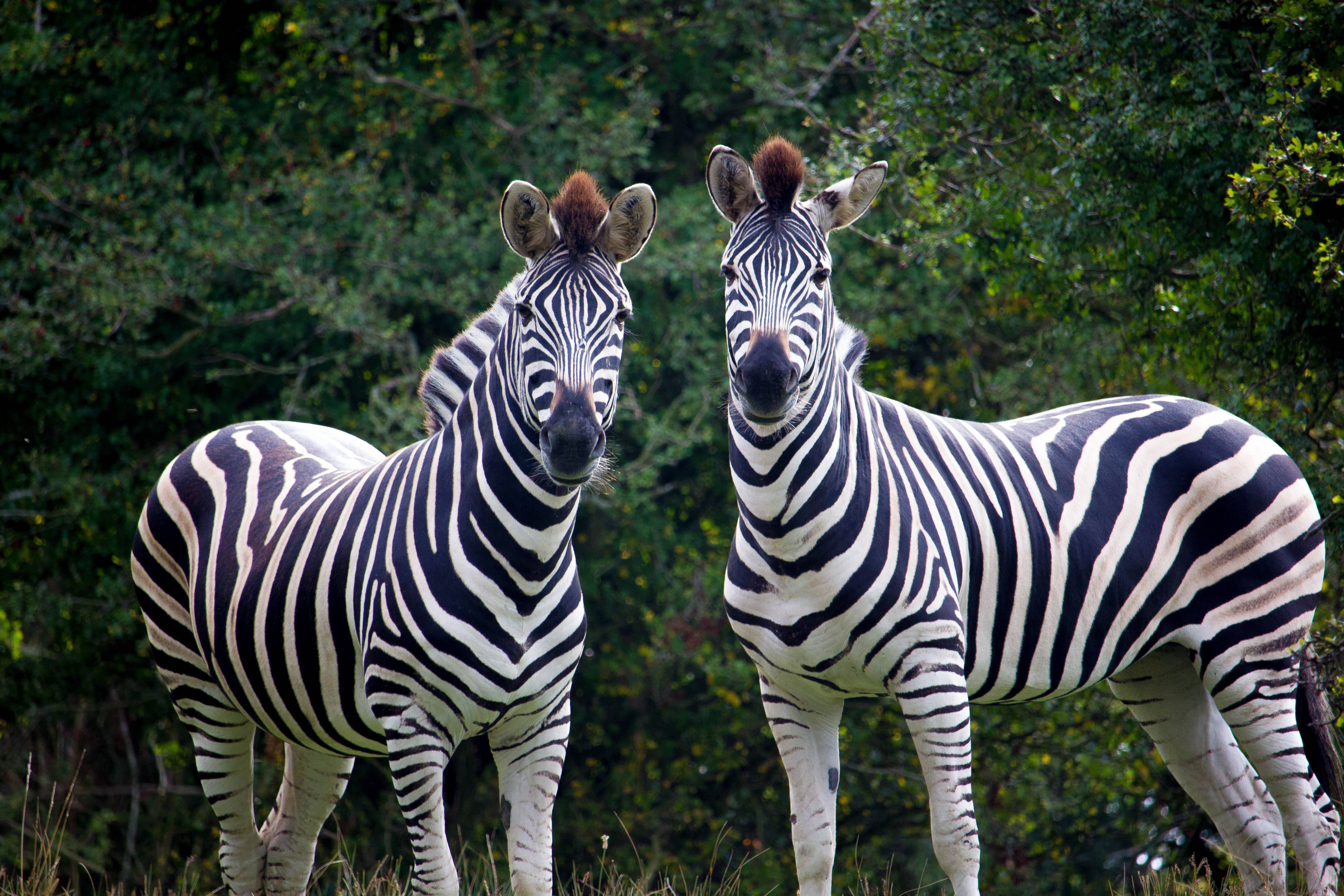 Port Lympne 2019 Zebras (c).jpg