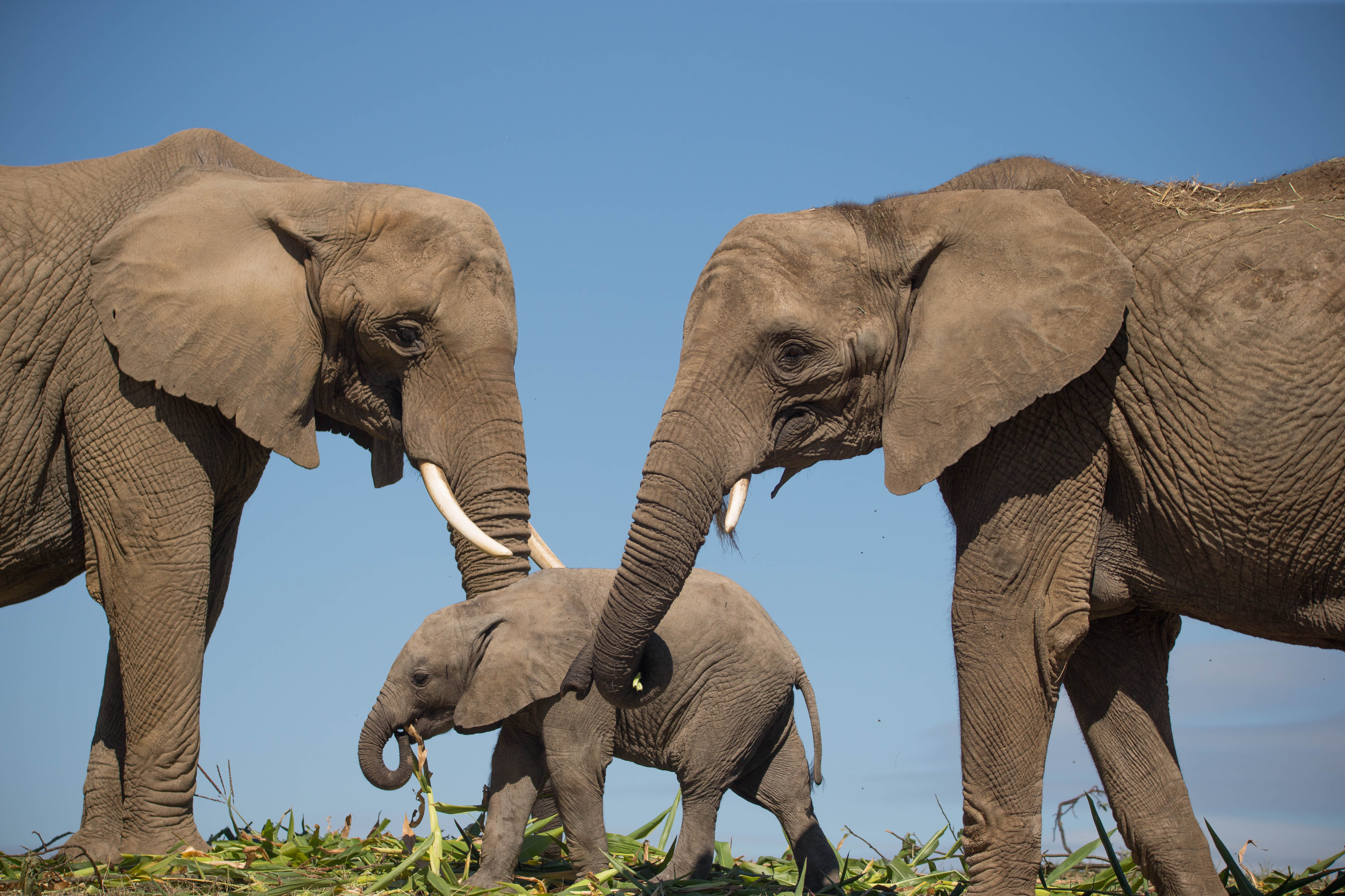 Elephants Howletts.(Nov2022)Jpg