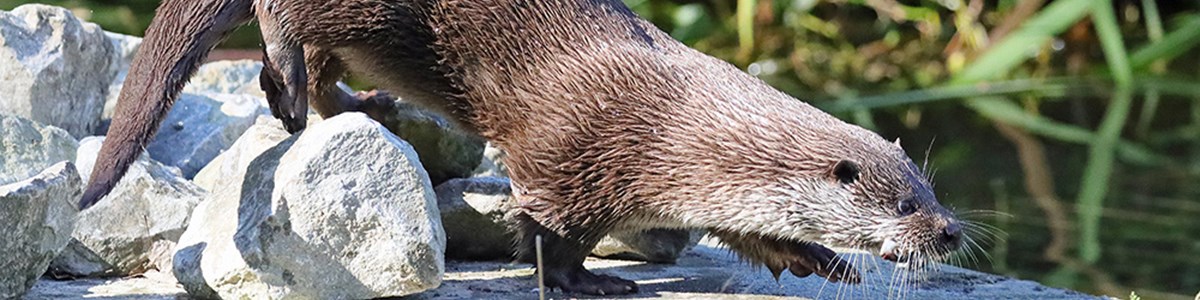 Otter1 1 (1)